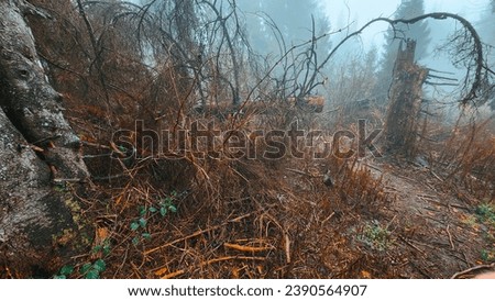 The forest, spoiled by illegal logging, is shrouded in a mysterious fog. Tree skeletons serve as ghostly witnesses, and the fog gives the landscape an eerie atmosphere. Ruthlessness towards nature.