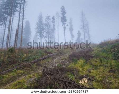 The forest, spoiled by illegal logging, is shrouded in a mysterious fog. Tree skeletons serve as ghostly witnesses, and the fog gives the landscape an eerie atmosphere. Ruthlessness towards nature.