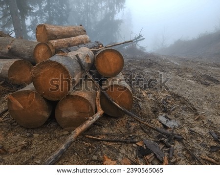 The forest, spoiled by illegal logging, is shrouded in a mysterious fog. Tree skeletons serve as ghostly witnesses, and the fog gives the landscape an eerie atmosphere. Ruthlessness towards nature.
