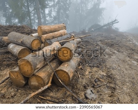 The forest, spoiled by illegal logging, is shrouded in a mysterious fog. Tree skeletons serve as ghostly witnesses, and the fog gives the landscape an eerie atmosphere. Ruthlessness towards nature.