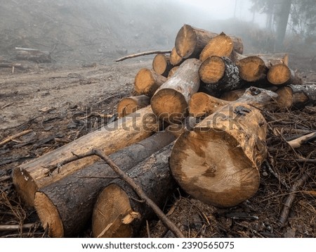 The forest, spoiled by illegal logging, is shrouded in a mysterious fog. Tree skeletons serve as ghostly witnesses, and the fog gives the landscape an eerie atmosphere. Ruthlessness towards nature.