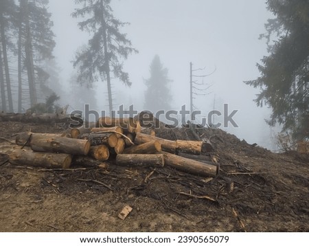 The forest, spoiled by illegal logging, is shrouded in a mysterious fog. Tree skeletons serve as ghostly witnesses, and the fog gives the landscape an eerie atmosphere. Ruthlessness towards nature.