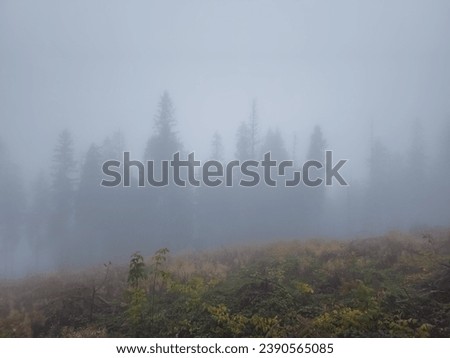 The forest, spoiled by illegal logging, is shrouded in a mysterious fog. Tree skeletons serve as ghostly witnesses, and the fog gives the landscape an eerie atmosphere. Ruthlessness towards nature.