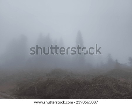 The forest, spoiled by illegal logging, is shrouded in a mysterious fog. Tree skeletons serve as ghostly witnesses, and the fog gives the landscape an eerie atmosphere. Ruthlessness towards nature.