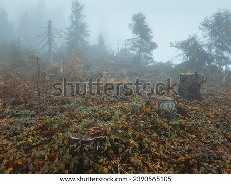 The forest, spoiled by illegal logging, is shrouded in a mysterious fog. Tree skeletons serve as ghostly witnesses, and the fog gives the landscape an eerie atmosphere. Ruthlessness towards nature.