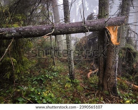 The forest, spoiled by illegal logging, is shrouded in a mysterious fog. Tree skeletons serve as ghostly witnesses, and the fog gives the landscape an eerie atmosphere. Ruthlessness towards nature.