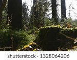 Forest in Spring