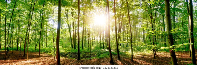 Forest in spring with bright sun shining through the trees
