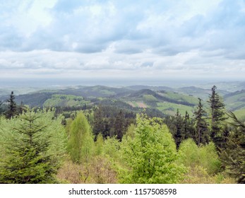 Forest in the spring. View from above