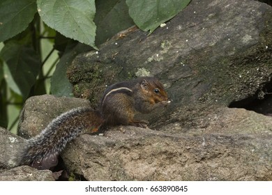 Forest Squirrel 