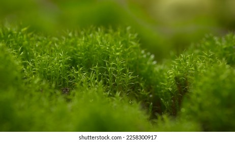 Forest squirrel with green moss in close-up. Nature photography as background. - Shutterstock ID 2258300917