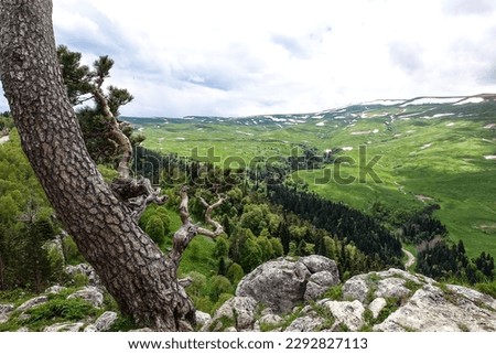 A forest standing by the rocks, overlooking the Alpine meadows. The Lago-Naki plateau in Adygea. Russia.