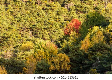 forest starting the color change in autumn