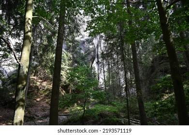 Forest in the stone town of Adršpach in the Czech Republic