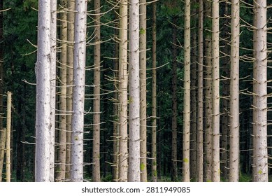 Forest with straight spruce tree trunks