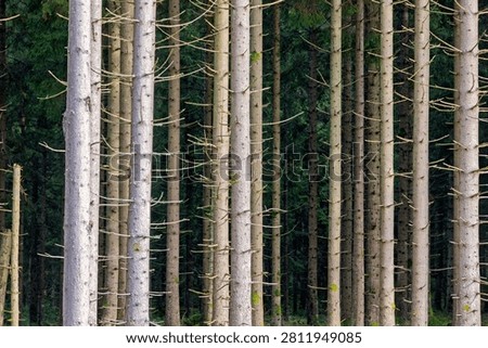 Forest with straight spruce tree trunks