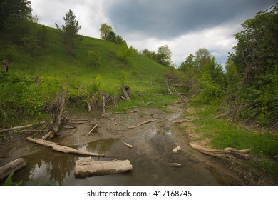 Forest stream