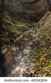 forest stream