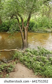 Forest and stream