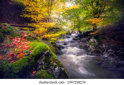 Forest stream in the autumn forest. Autumn forest stream view. River stream in autumn forest. Autumn river stream in autumnal forrest