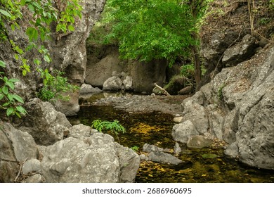 A forest stream flows beneath lush green canopies — a peaceful blend of stone, water, and leaf.