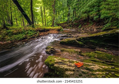 Forest stream landscape. A stream in the forest. Cold creek in forest. Forest stream landscape