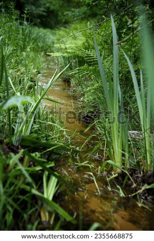 Forest stream, lush green with ferns and iris