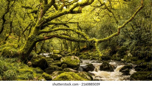 Forest stream in a mossy forest. Mossy branchy forest panorama. Forest stream in mossy branchy forest