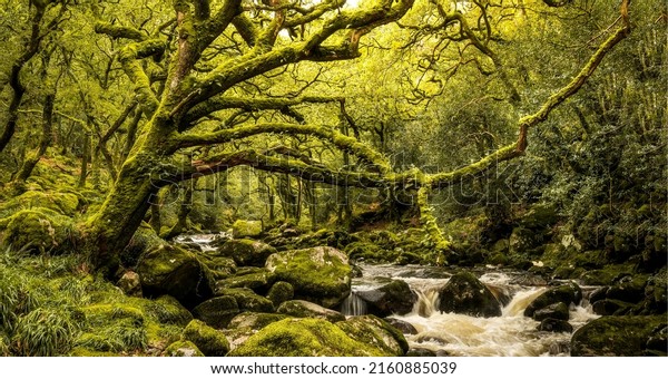 Forest stream in a mossy\
forest. Mossy branchy forest panorama. Forest stream in mossy\
branchy forest
