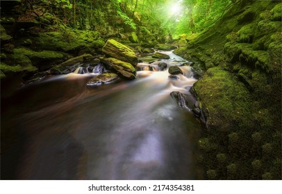 A forest stream in a mossy forest. Mossy forest stream flow. River stream in mossy forest. Mossy forest river stream view