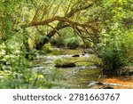 Forest stream with mossy rocks and overarching tree branches forming a natural archway in summer woodland, Brittany, France
