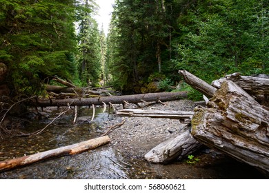 Forest with Stream at Mount St. Helens
