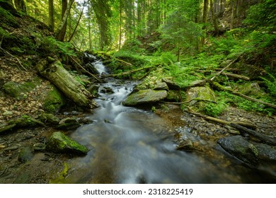 forest stream in the mountains
