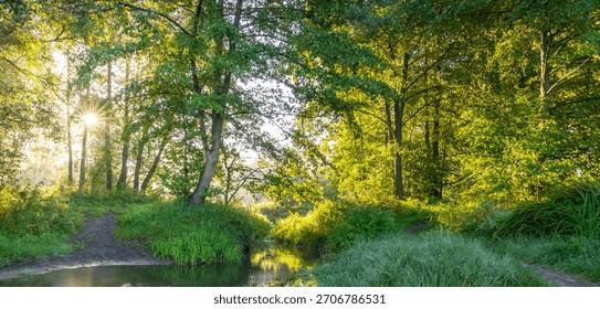 Forest with a stream running through it. The sun is shining through the trees, creating a peaceful and serene atmosphere