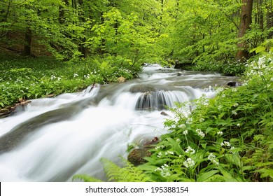 Forest Stream Surrounded By Spring Vegetation.