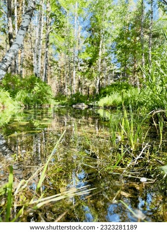 a forest streamlet in a birch grove