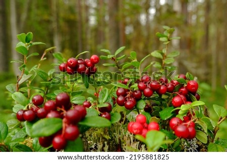 The forest stump is covered with ripe cranberries against the background of trees.The concept of a background image with berries.Picking red berries of northern cranberries in autumn.Forest landscape