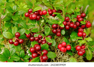 The forest stump is covered with ripe red cranberries. The concept of a background image with berry bushes.The seasonal harvest of red berries of the northern lingonberry in autumn.Forest landscape - Powered by Shutterstock