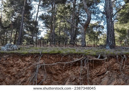Forest subsoil. It can be used for thematic purposes on issues such as erosion, landslide, forest soils.