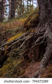Forest, summer, 2017