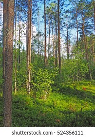 in the forest. summer