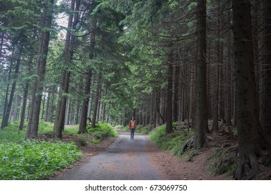 forest in summer