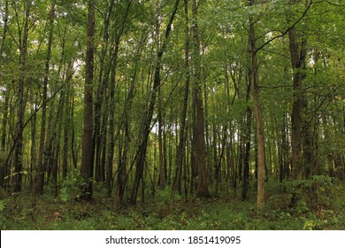 Forest Of Summer Trees In Middle Tennessee