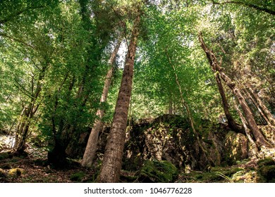 Forest in the sun
