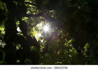 forest with sun