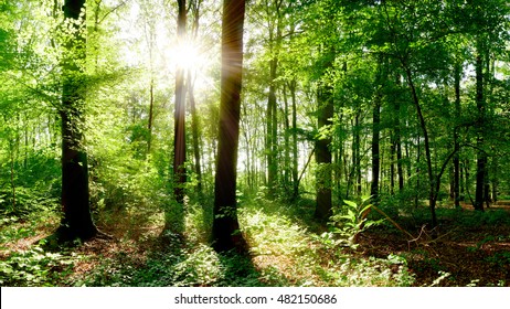 Scenic Forest Fresh Green Deciduous Trees Stock Photo 393414121 ...