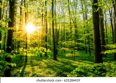 Forest With Sun