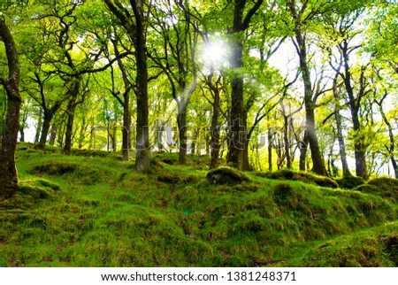 forest with sun glow in  Killarney National Park, Ireland
