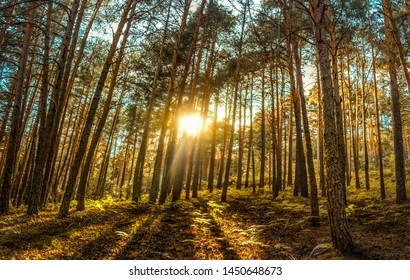 Forest with sun light in front of the image - Shutterstock ID 1450648673