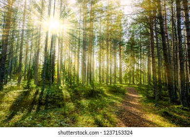 Forest Sun Light Sunray Stock Photo (Edit Now) 1237153324